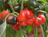 Hectarul - Seminte Ardei gogosar Scorilo F1 - 100 sem, HEKTAR SEEDS